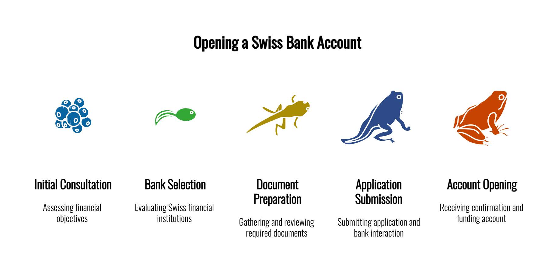 Infographic illustrating the 5 steps of opening a Swiss bank account: Initial Consultation, Bank Selection, Document Preparation, Application Submission, and Account Opening, shown through a frog lifecycle metaphor.