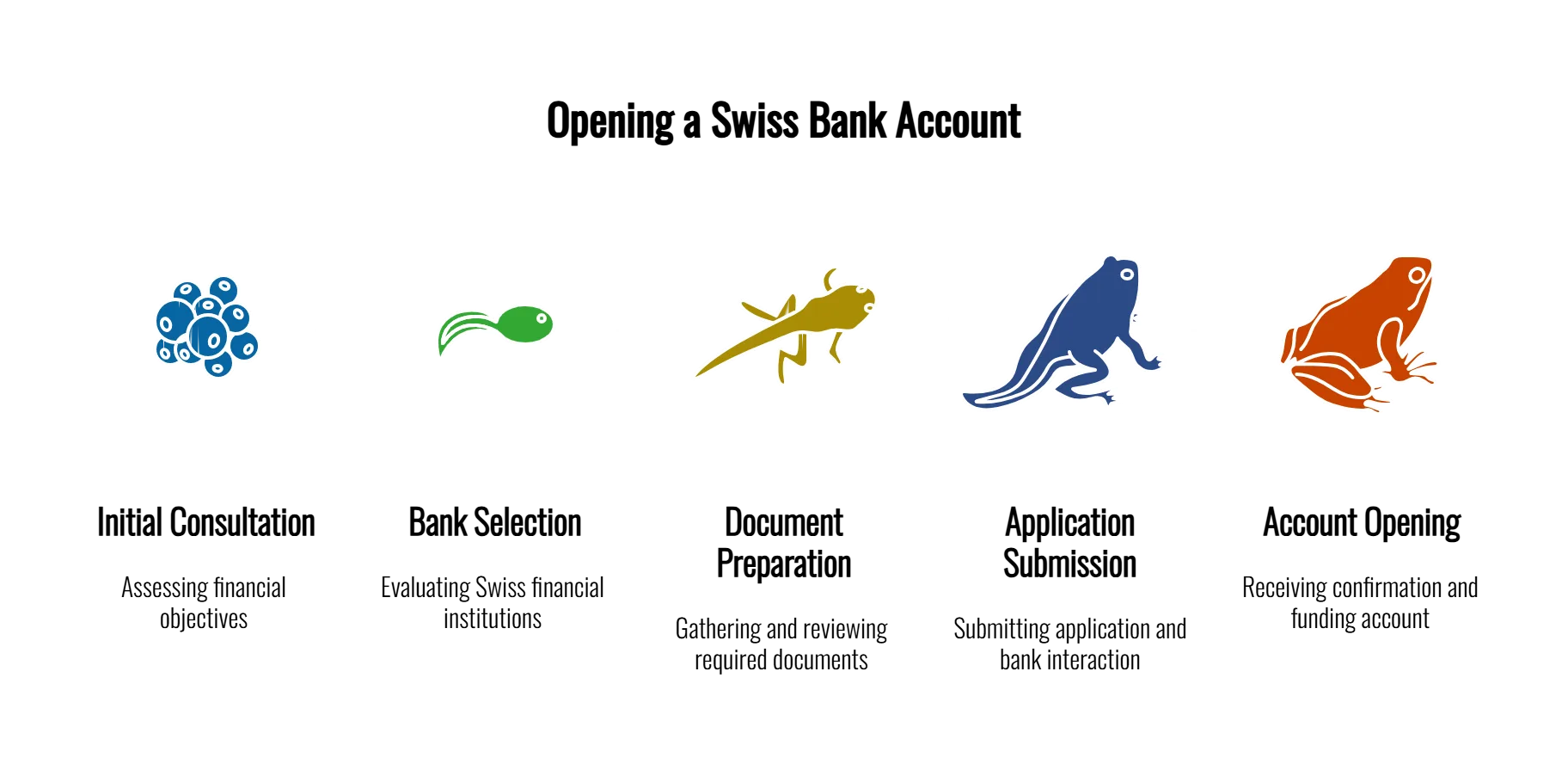 Infographic illustrating the 5 steps of opening a Swiss bank account: Initial Consultation, Bank Selection, Document Preparation, Application Submission, and Account Opening, shown through a frog lifecycle metaphor.